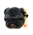 ふがふがぐー太（個別スタンプ：1）