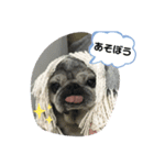 ふがふがぐー太（個別スタンプ：7）
