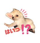 サダハルです。（個別スタンプ：2）