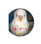 白インコのピーちゃん②（個別スタンプ：1）