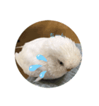 白インコのピーちゃん②（個別スタンプ：2）