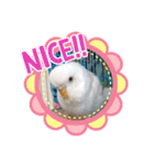 白インコのピーちゃん②（個別スタンプ：3）