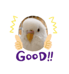 白インコのピーちゃん②（個別スタンプ：4）