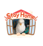 白インコのピーちゃん②（個別スタンプ：5）