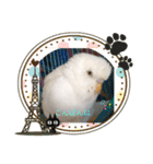 白インコのピーちゃん②（個別スタンプ：8）