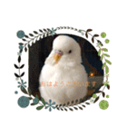 白インコのピーちゃん②（個別スタンプ：10）