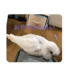 白インコのピーちゃん②（個別スタンプ：11）