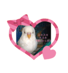 白インコのピーちゃん②（個別スタンプ：13）