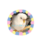 白インコのピーちゃん②（個別スタンプ：14）