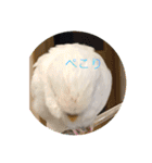 白インコのピーちゃん②（個別スタンプ：15）