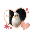 白インコのピーちゃん②（個別スタンプ：16）
