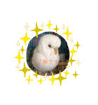 白インコのピーちゃん②（個別スタンプ：17）