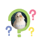 白インコのピーちゃん②（個別スタンプ：20）
