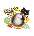 白インコのピーちゃん②（個別スタンプ：21）