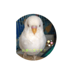 白インコのピーちゃん②（個別スタンプ：22）