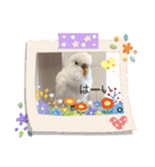白インコのピーちゃん②（個別スタンプ：23）