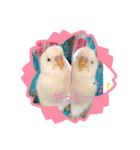 白インコのピーちゃん②（個別スタンプ：24）