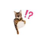 癒し＆和み（個別スタンプ：16）