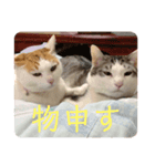 クロっぷ（個別スタンプ：2）