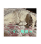 クロっぷ（個別スタンプ：3）