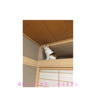 クロっぷ（個別スタンプ：6）