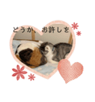 クロっぷ（個別スタンプ：8）