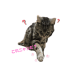 おとぼけ猫のカラシくんとお友達（個別スタンプ：2）