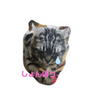 おとぼけ猫のカラシくんとお友達（個別スタンプ：3）
