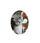 おとぼけ猫のカラシくんとお友達（個別スタンプ：5）