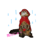 おとぼけ猫のカラシくんとお友達（個別スタンプ：6）