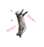 おとぼけ猫のカラシくんとお友達（個別スタンプ：7）