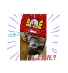 おとぼけ猫のカラシくんとお友達（個別スタンプ：8）