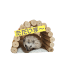 ハリネズミの『玄米』①（個別スタンプ：7）