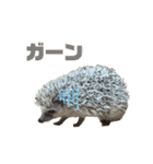 ハリネズミの『玄米』①（個別スタンプ：17）