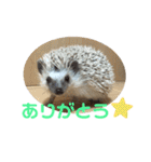 ハリネズミの『玄米』①（個別スタンプ：19）
