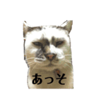 横山家のサスケ（個別スタンプ：4）
