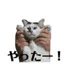 横山家のサスケ（個別スタンプ：10）