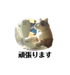 横山家のサスケ（個別スタンプ：14）