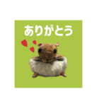 世界一可愛いモモンガ（個別スタンプ：1）