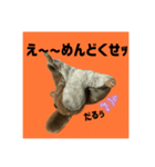 世界一可愛いモモンガ（個別スタンプ：5）