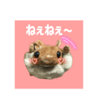 世界一可愛いモモンガ（個別スタンプ：7）