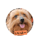 ケルルンルン（個別スタンプ：4）