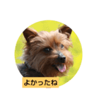 ケルルンルン（個別スタンプ：6）