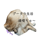 ポメなペグくん。②（個別スタンプ：3）