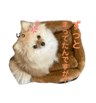ポメなペグくん。②（個別スタンプ：6）