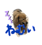 くーちゃん・くーちゃん（個別スタンプ：2）