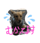 くーちゃん・くーちゃん（個別スタンプ：4）