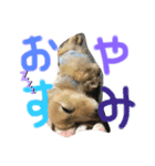 くーちゃん・くーちゃん（個別スタンプ：5）