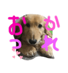 くーちゃん・くーちゃん（個別スタンプ：16）