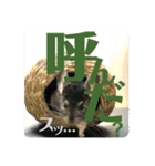 日常にチンチラを添える（個別スタンプ：1）